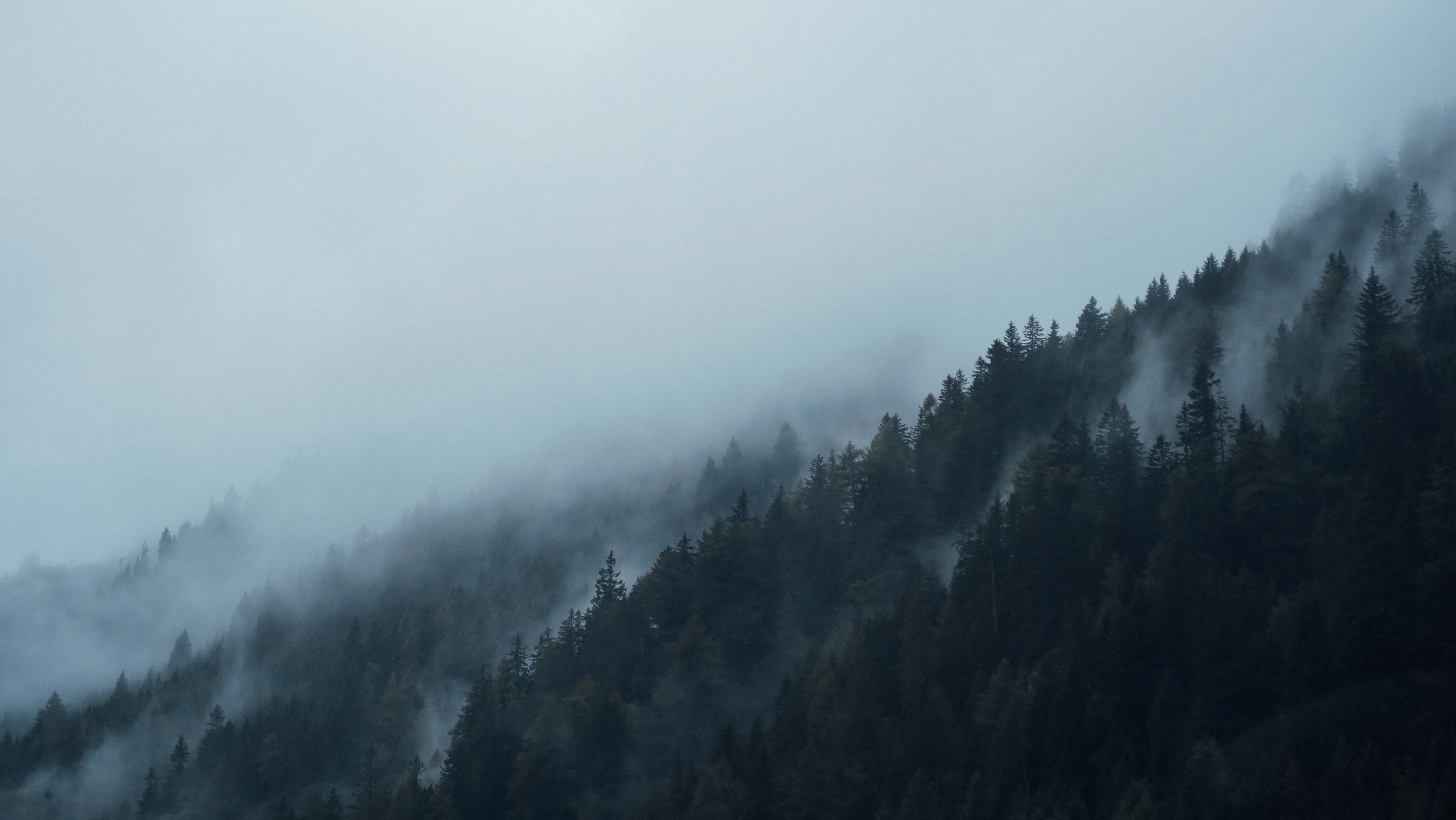 Foggy Mountain Forest