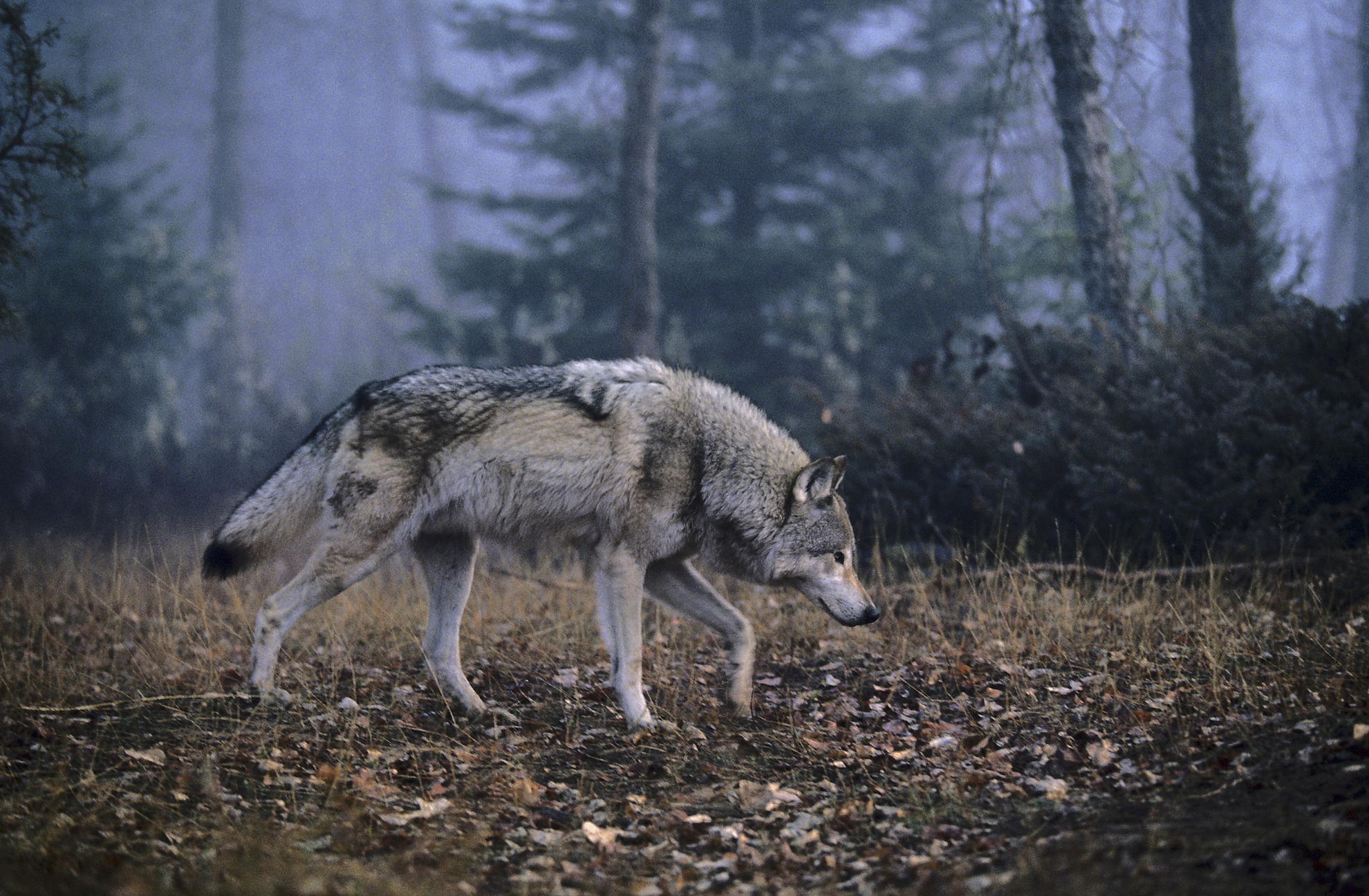 Gray wolf hunting in woods